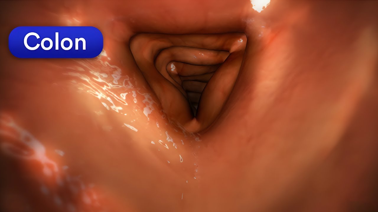 From Bite to Bowel: What Really Happens to Food Inside Your Body